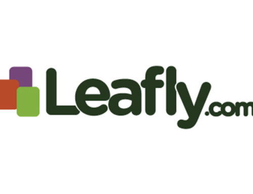 Reseña de Leafly Buscador de Marijuana