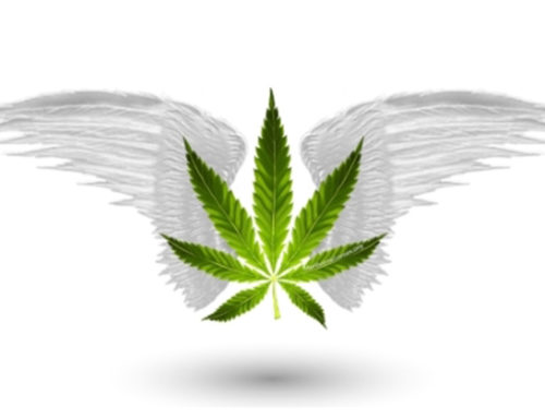 Reseña de MarijuanaBarcelona.com Buscador de Marijuana