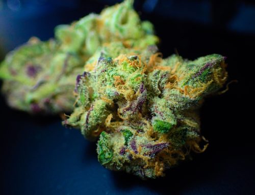 Todo Sobre Cannabis – ES