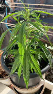 Vegetative state of marijuana plant