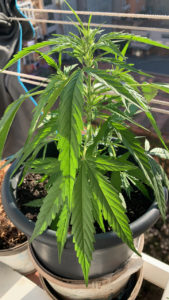 Growing Marijuana Plant Vegetative state of marijuana plant