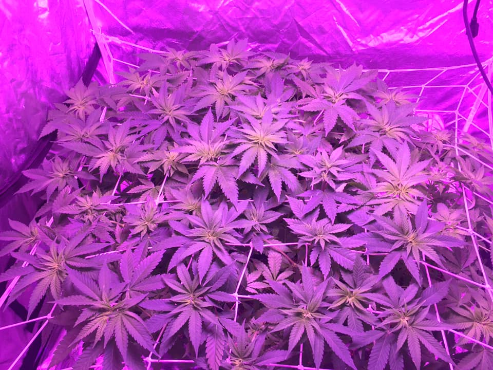 Indica Strain Indica Dominant Strain