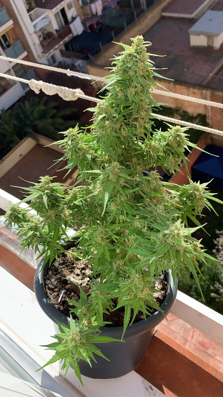 Marijuana Plant Flower Stage Cannabis Flowering Stage