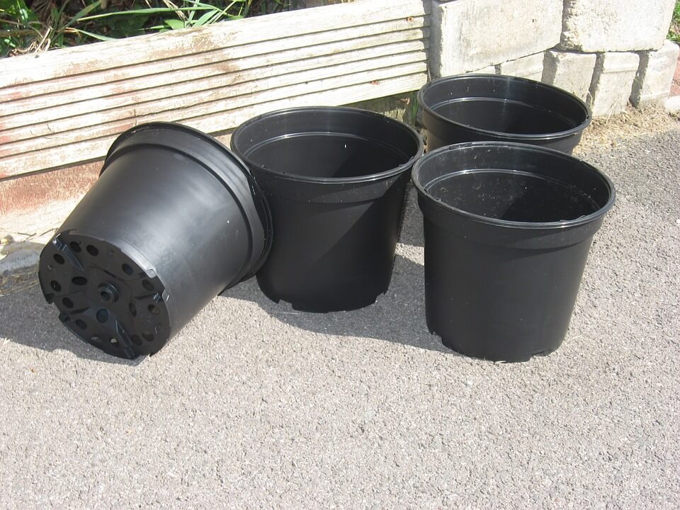 Plants Pots Pot for cannabis plant