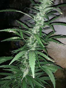 Sativa dominant strain