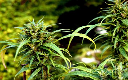 Marijuana Plants