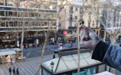 Marijuana nugget in las Ramblas of Barcelona