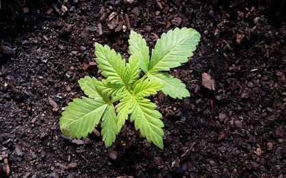 Cannabis Seedling