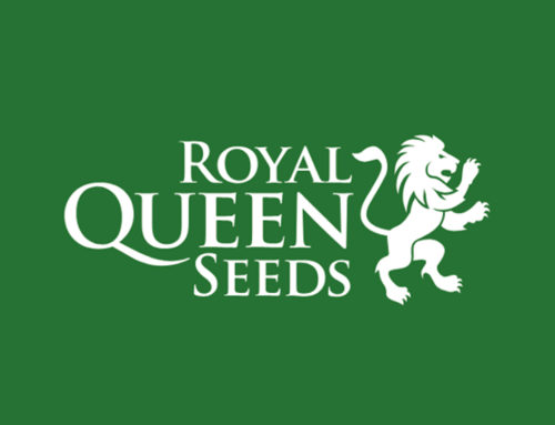 Reseña de Royal Queen Seeds