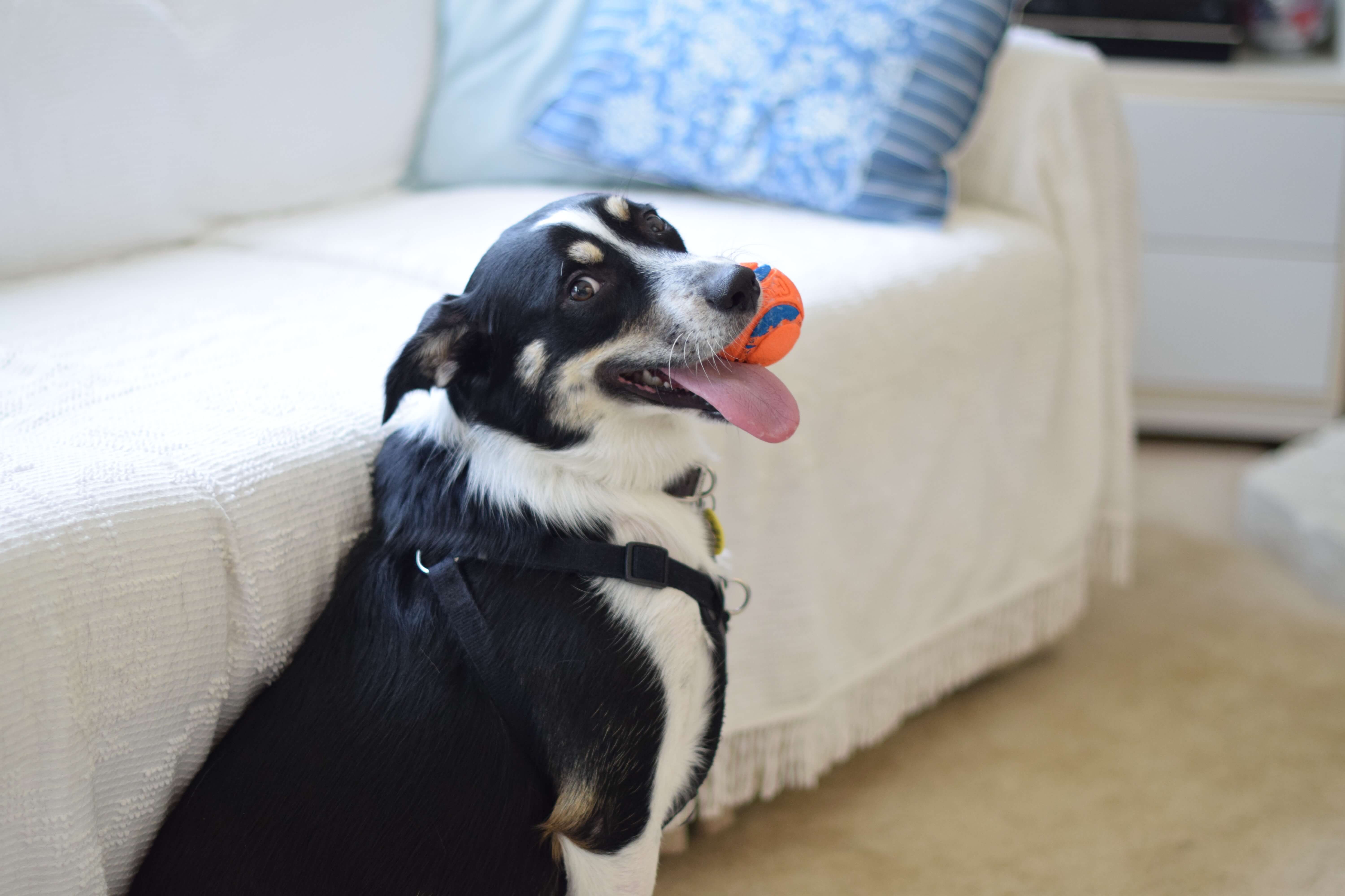 Dog on CBD Bitting a Ball (1) DOG on CBD OIL Happy