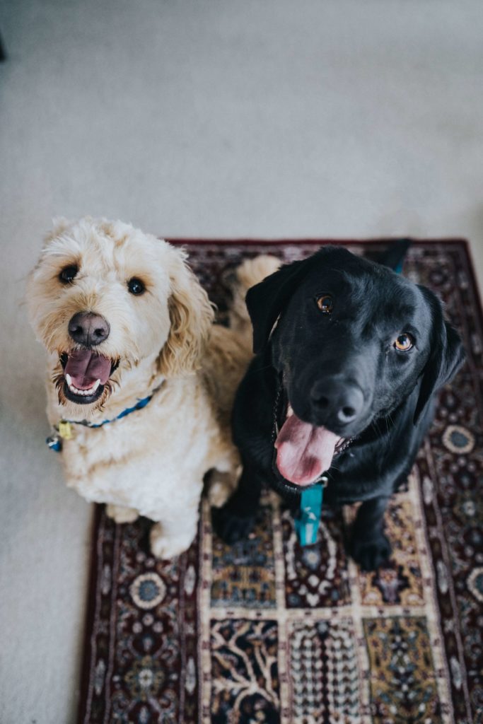 Happy Dogs on CBD (1)