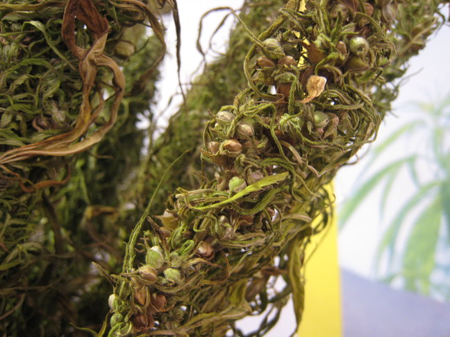 Hemp bud with lots of seeds