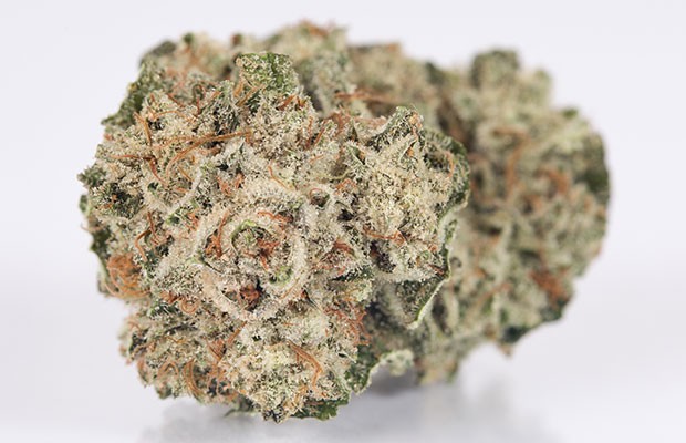 GORILLA-GLUE