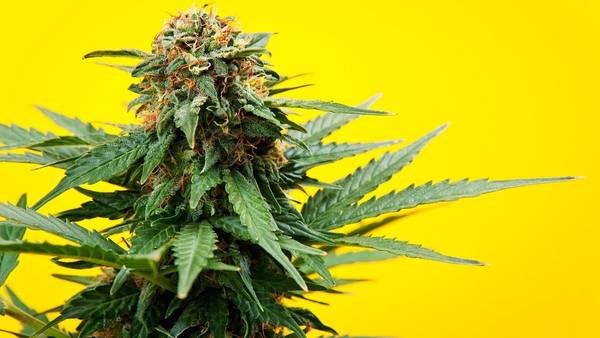 marijuana-stocks-5e13259a01f5f
