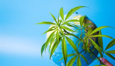 marijuana plant next to earth globe