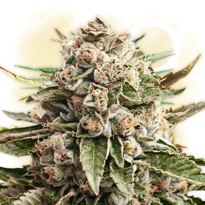 gorilla-glue-feminizada