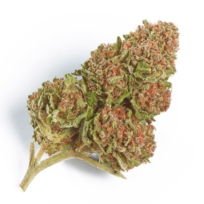 northern-lights-feminizada