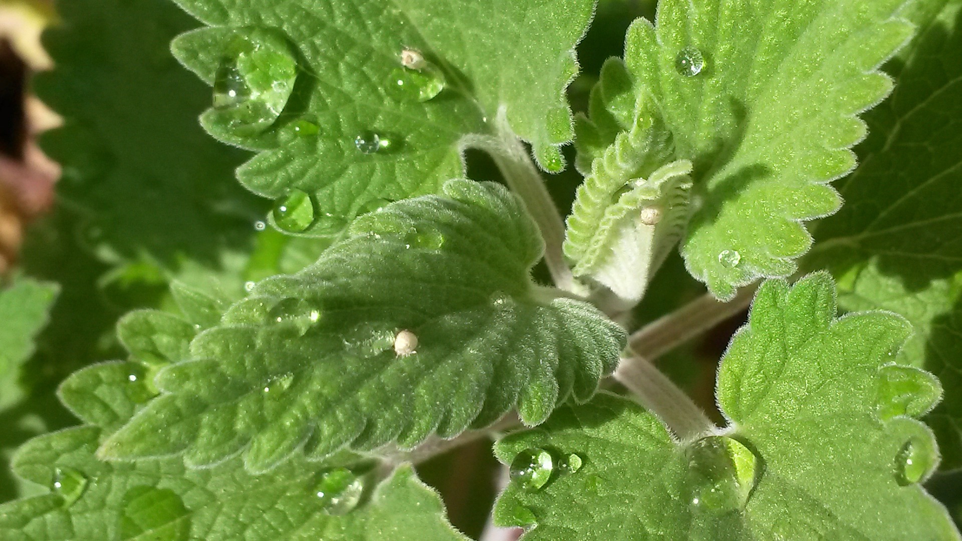 catnip-724539_1920