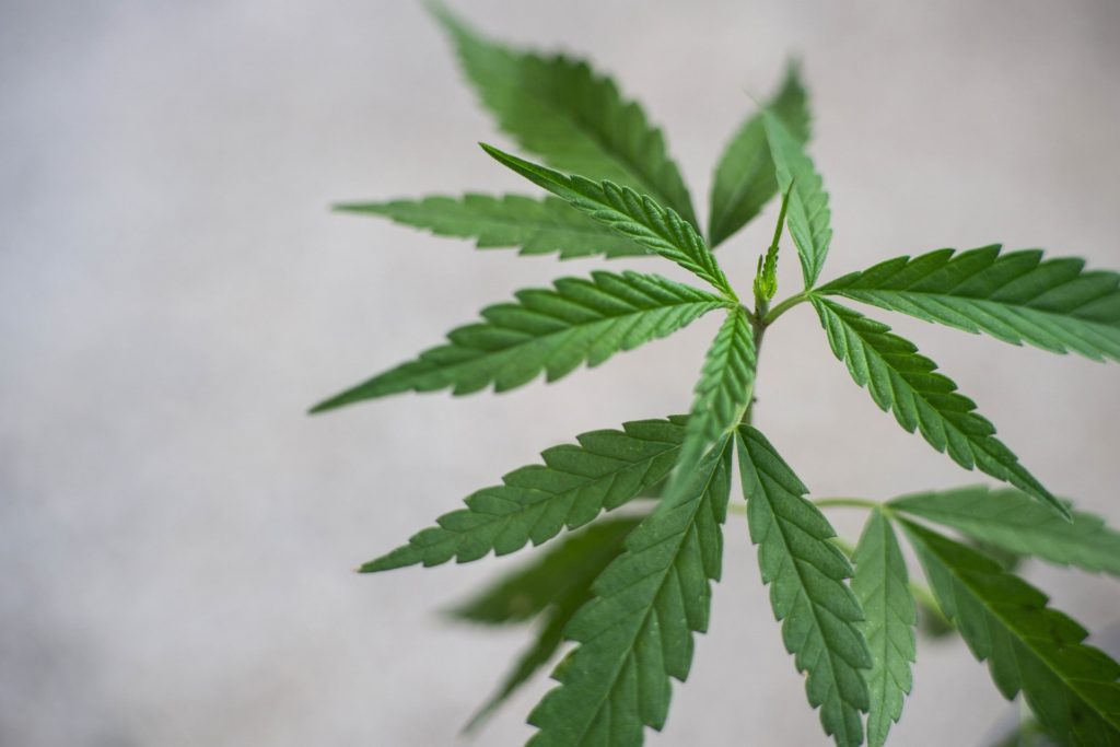 cbd-4558406_1920