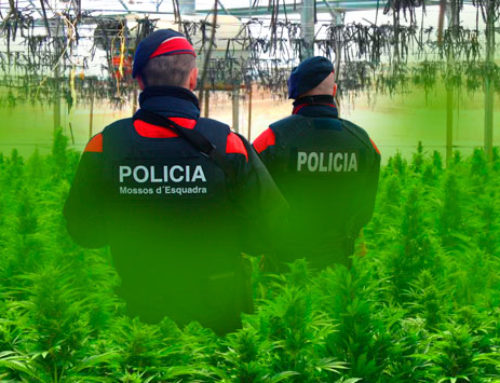 The Mossos d’Esquadra call for the legalization of marijuana