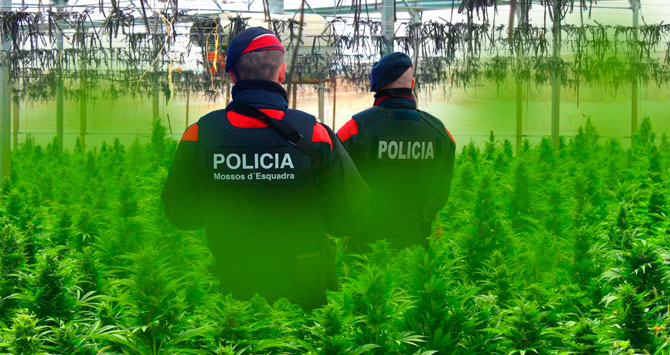 marihuana-mossos-esquadra-cannabis