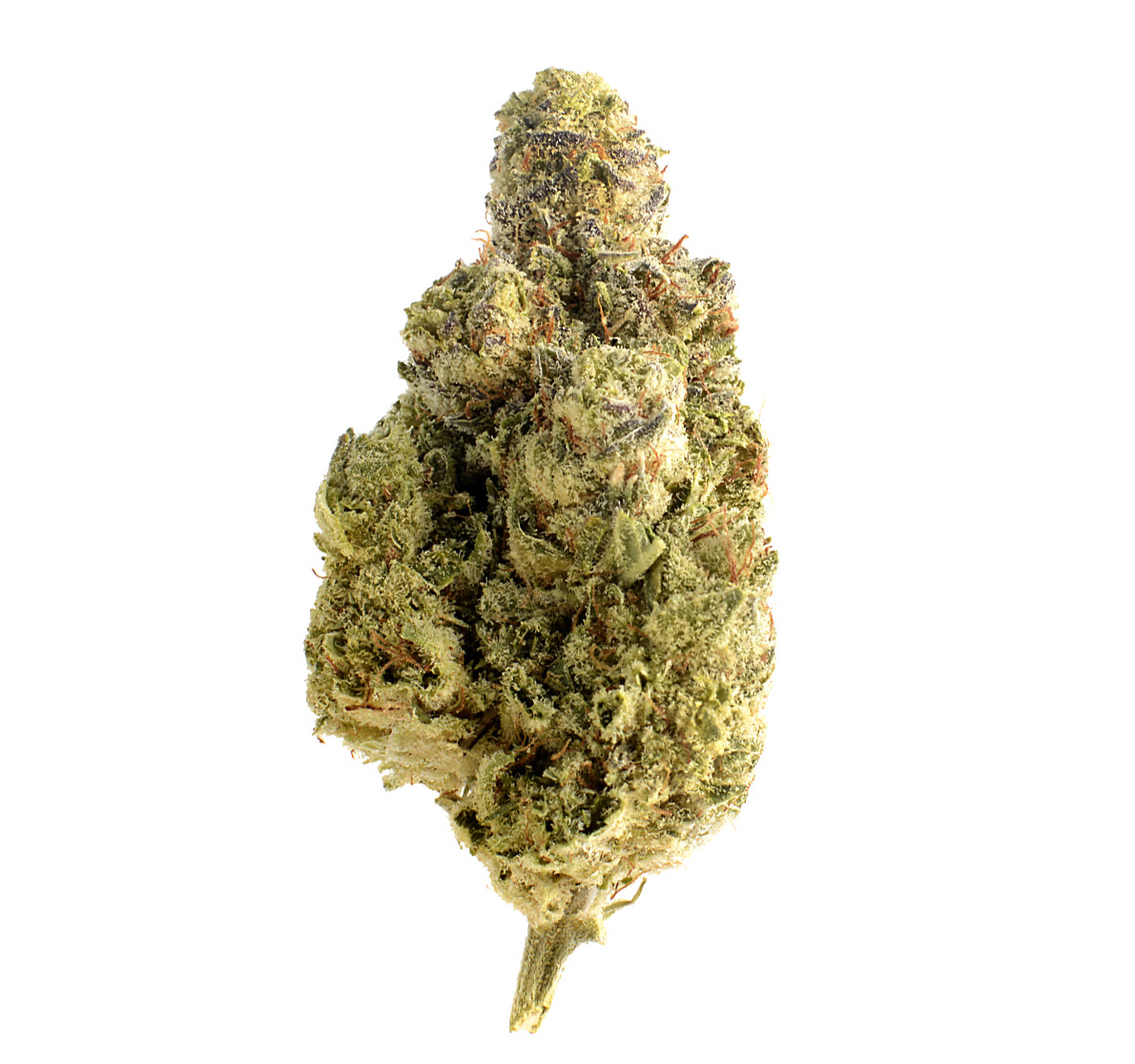 MAGIC-OG-KUSH2-AMSTERDAM-GENETICS