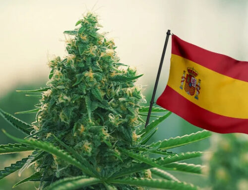 Comment acheter du cannabis à Barcelone en toute légalité en 2025